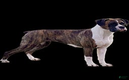 Boxer dogs for sale: River - Image 16