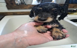 Doxiepoo dogs for sale: Biscuit - Image 3