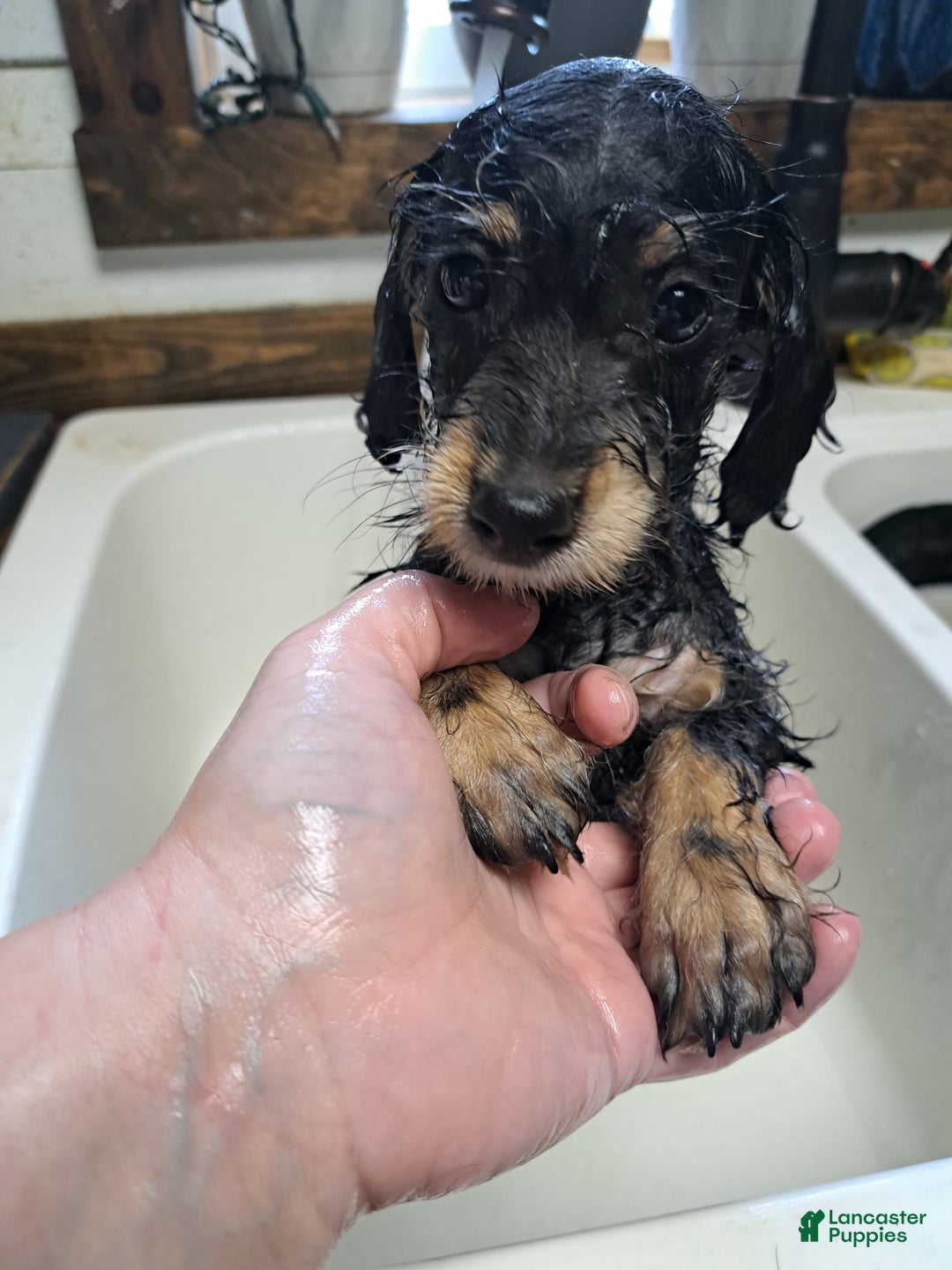 Doxiepoo dogs for sale: Biscuit - Image 3