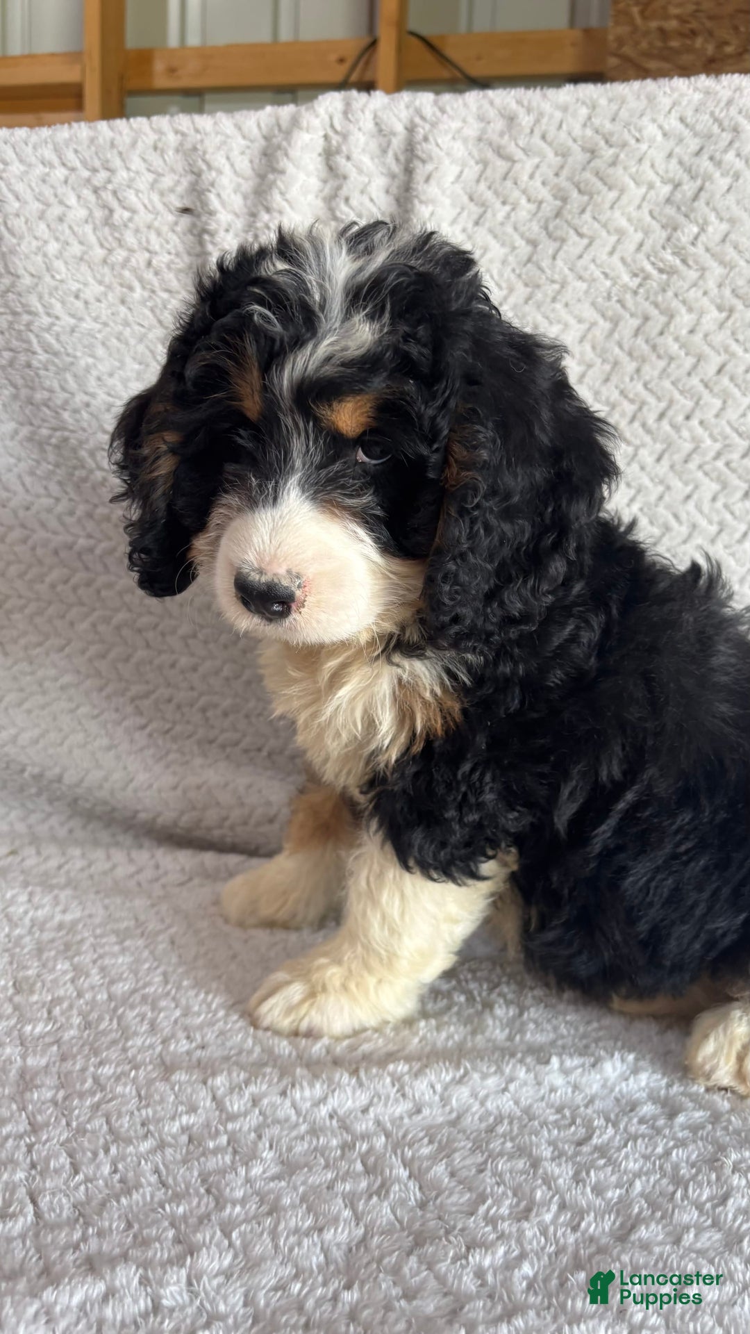 Mini Bernedoodle dogs for sale: Milo - Image 7