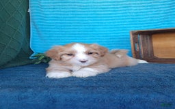 Havanese dogs for sale: Toby - Image 6