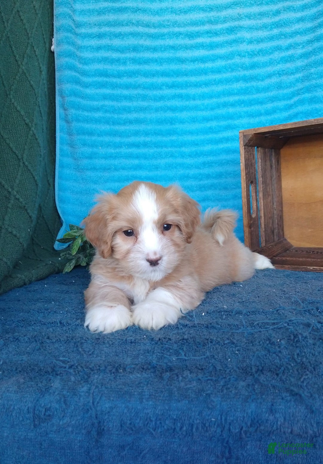 Havanese dogs for sale: Toby - Image 6
