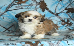 Shih Tzu dogs for sale: Rookie - Image 5