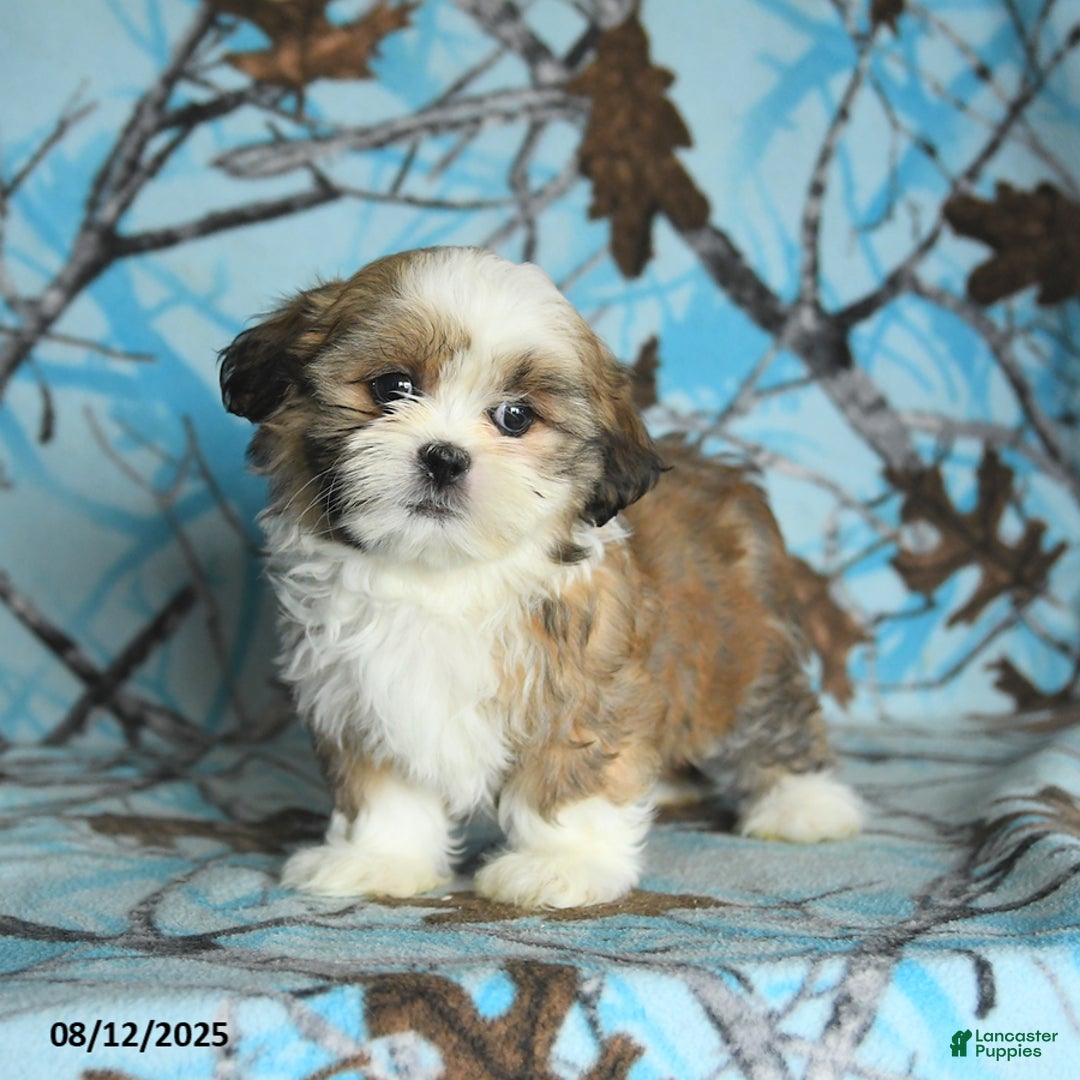 Shih Tzu dogs for sale: Rookie - Image 5