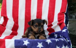 Yorkshire Terrier dogs for sale: Everett - Image 3