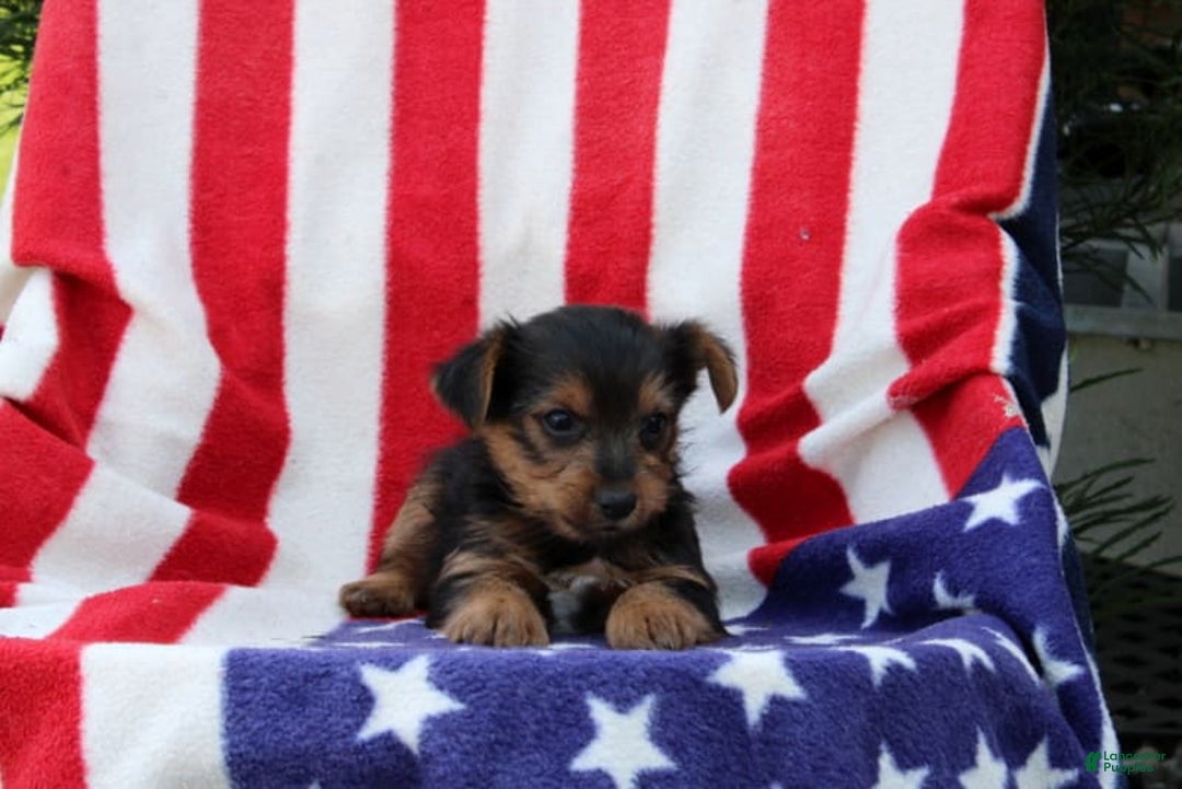 Yorkshire Terrier dogs for sale: Everett - Image 3