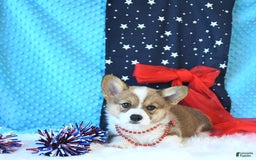 Welsh Corgi Pembroke dogs for sale: Linton - Image 4