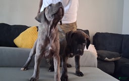 Cane Corso dogs for sale: BlondiePuppy - Listing for pets: BlondiePuppy - Image 1