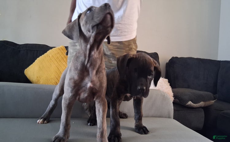 Cane Corso dogs - Advert 1