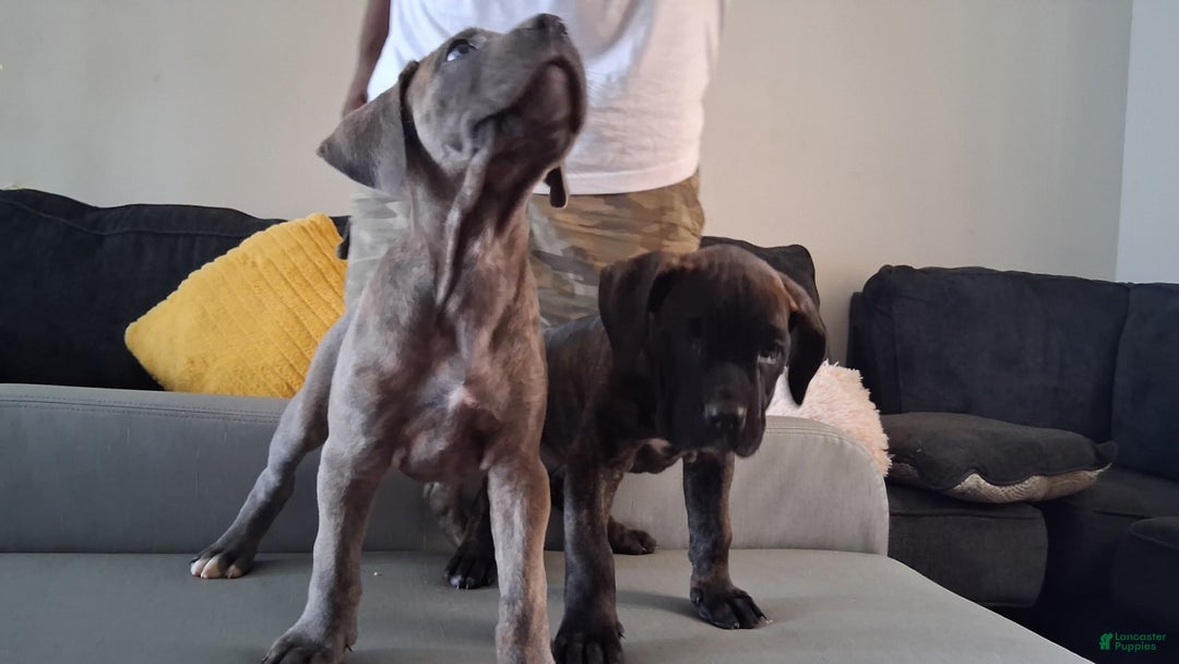 Cane Corso dogs for sale: BlondiePuppy - Listing for pets: BlondiePuppy - Image 1