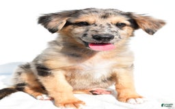 German Shepherd dogs for sale: German Shepherd 3 puppies - Image 15