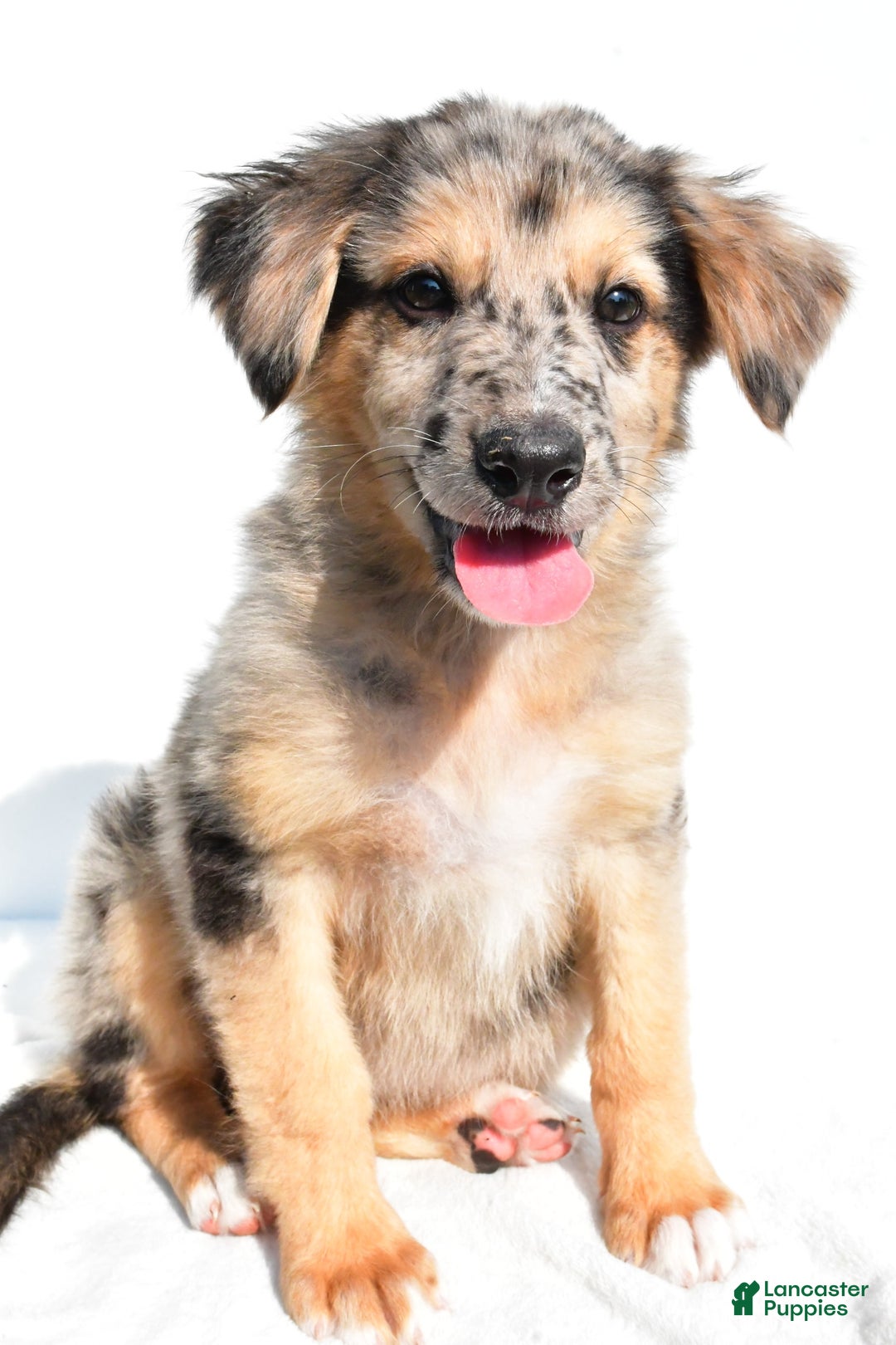 German Shepherd dogs for sale: German Shepherd 3 puppies - Image 15