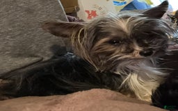 Yorkshire Terrier dogs for sale: Polly - Image 9