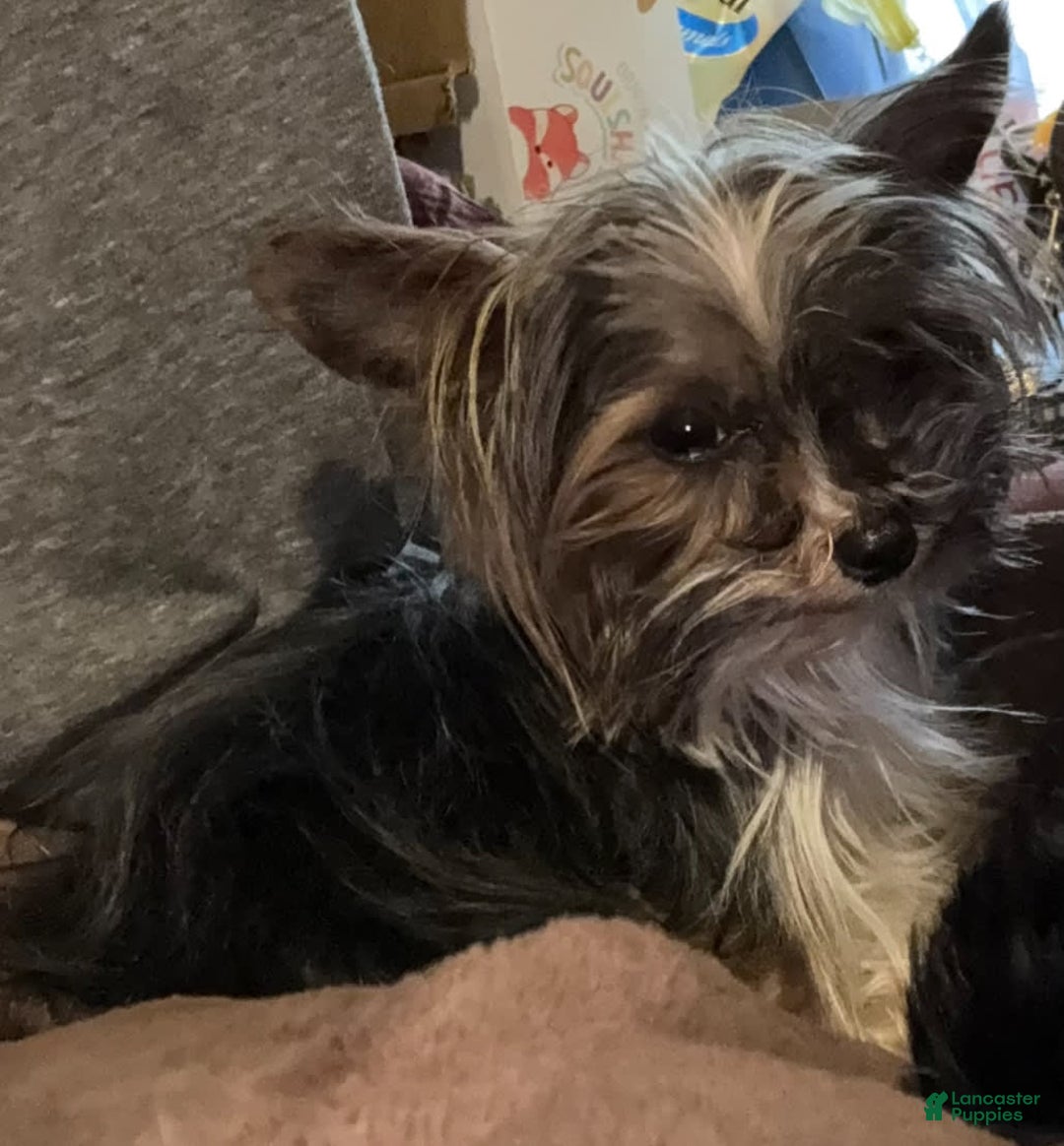 Yorkshire Terrier dogs for sale: Polly - Image 9