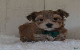 Morkie dogs for sale: Sammie - Image 4