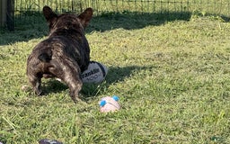 French Bulldog dogs for sale: Clifford - Image 5