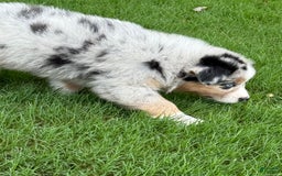 Australian Shepherd dogs for sale: Kiwi - Image 5