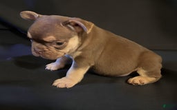 French Bulldog dogs for sale: Nova - Image 13