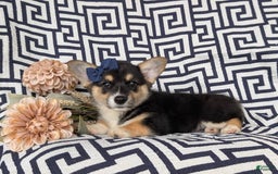 Welsh Corgi Pembroke dogs for sale: Kandis - Image 4
