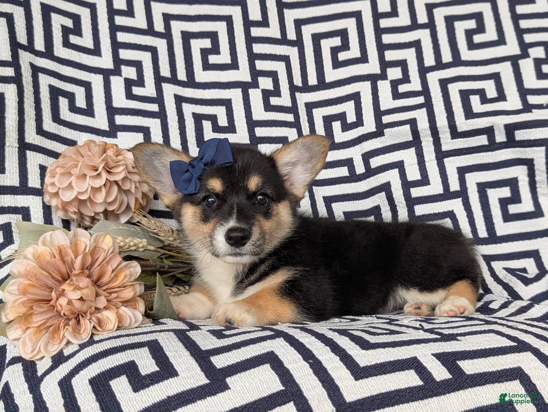 Welsh Corgi Pembroke dogs for sale: Kandis - Image 4