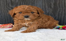 Cavapoo dogs for sale: Remi - Image 34