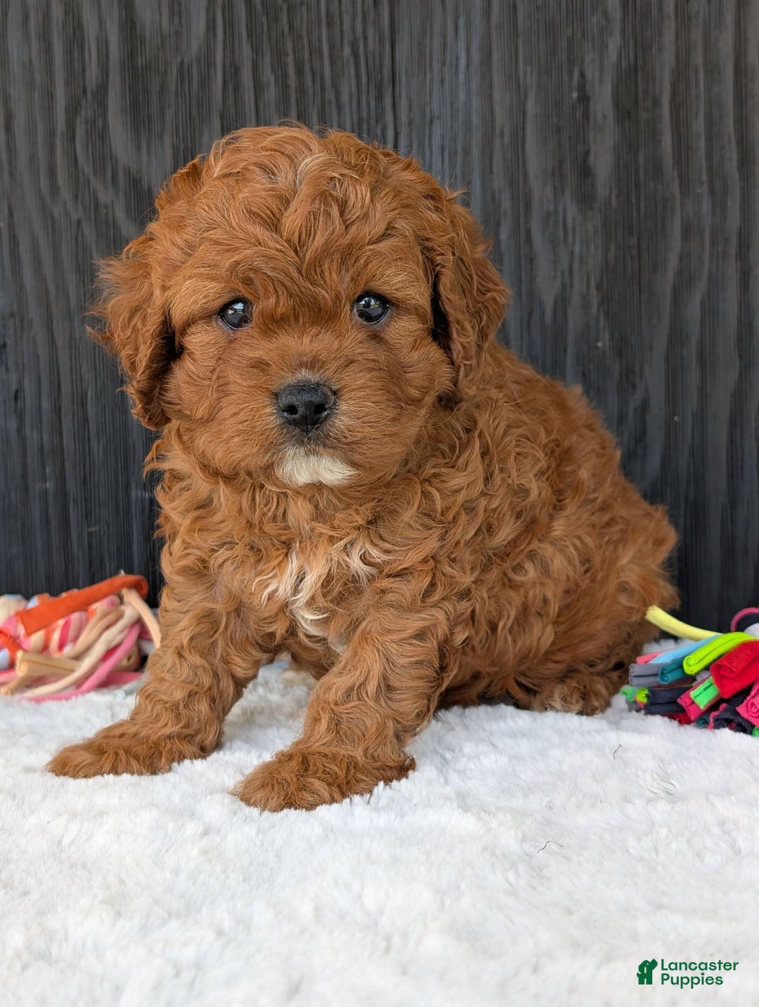 Cavapoo dogs for sale: Remi - Image 34