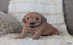 Mini Goldendoodle dogs for sale: Hailey - Image 2