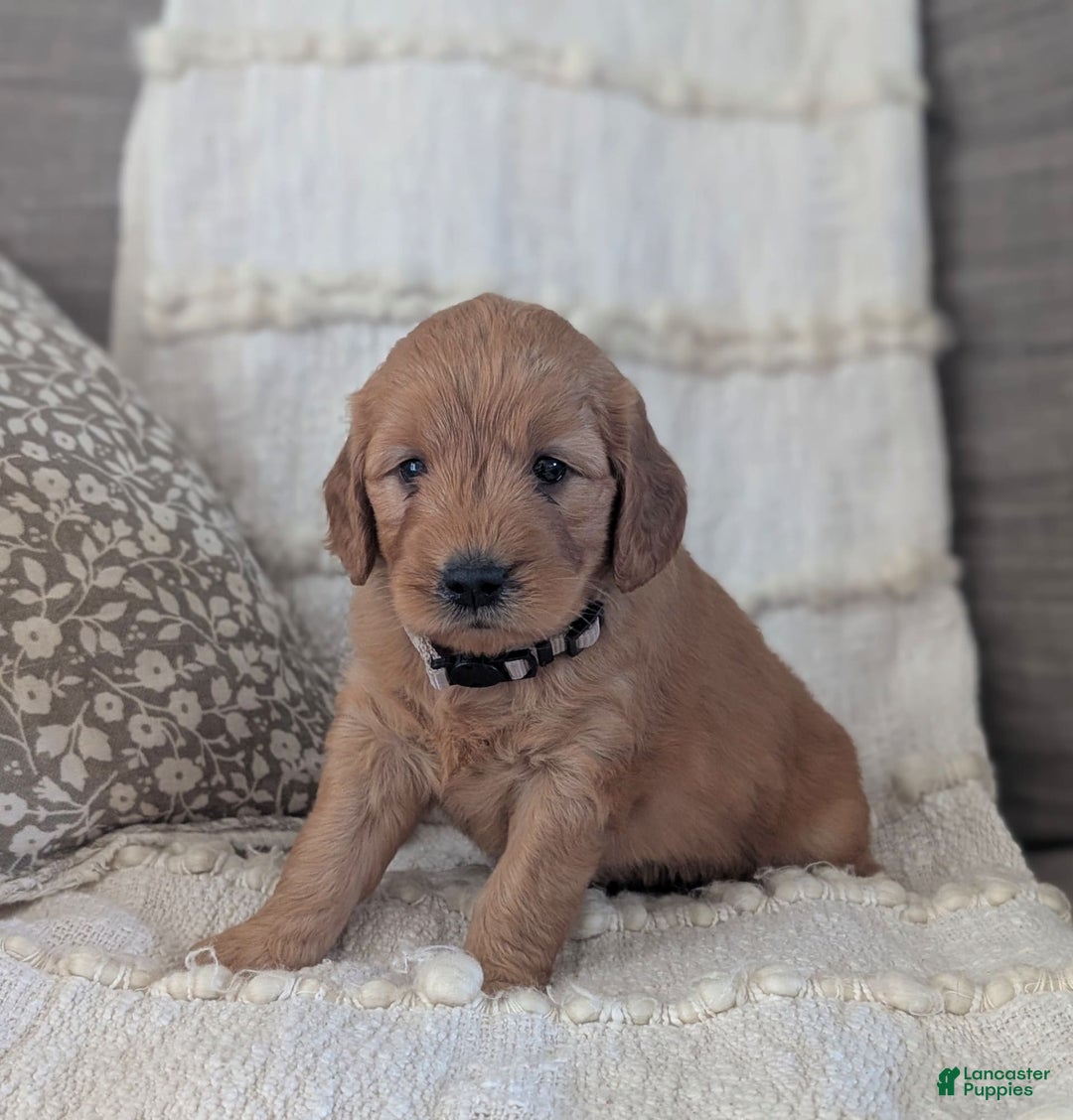 Mini Goldendoodle dogs for sale: Hailey - Image 2