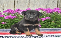German Shepherd dogs for sale: Megan - Image 7