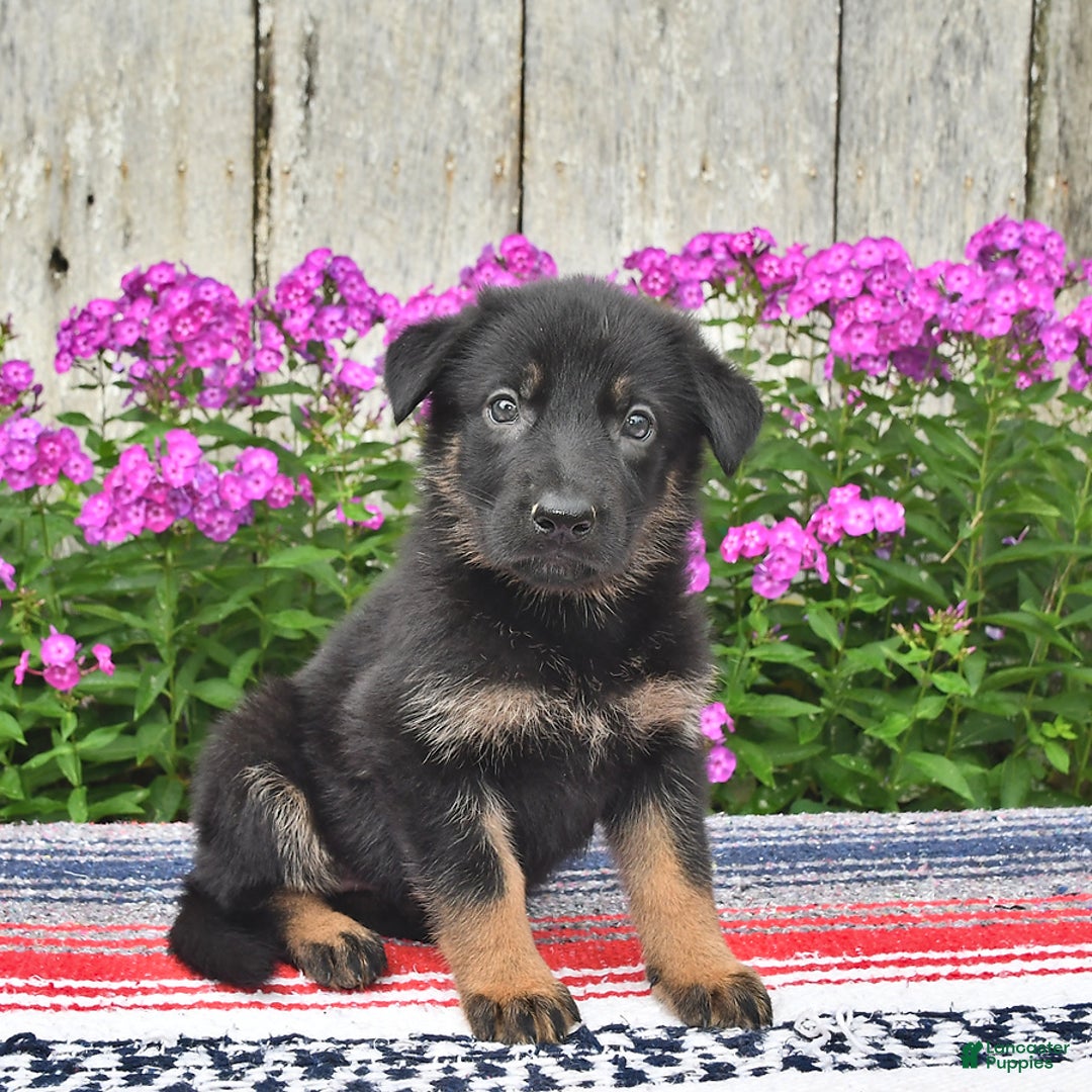 German Shepherd dogs for sale: Megan - Image 7