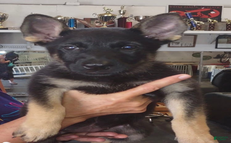 German Shepherd dogs - Advert 2