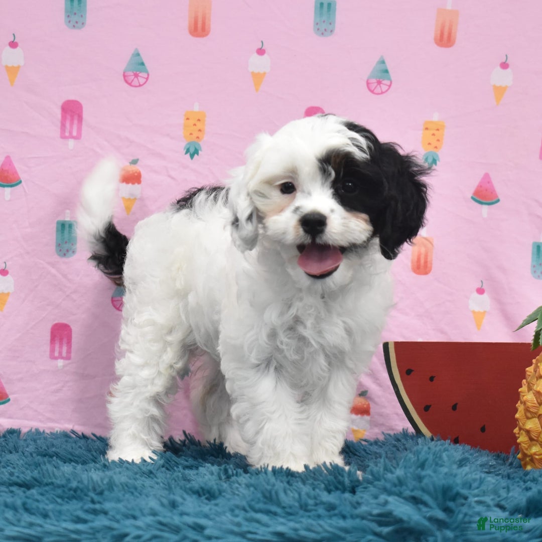 Cavapoo dogs for sale: Wren - Image 2