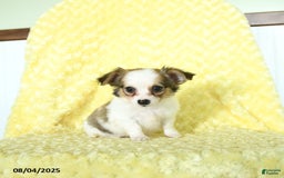 Chihuahua dogs for sale: Chihuahua 4 puppies - Image 13