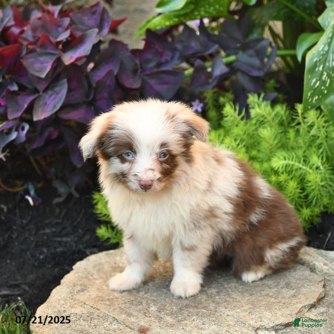 Miniature Australian Shepherd dogs for sale: Chief - Image 10