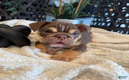 English Bulldog dogs for sale: Peaches - Image 3