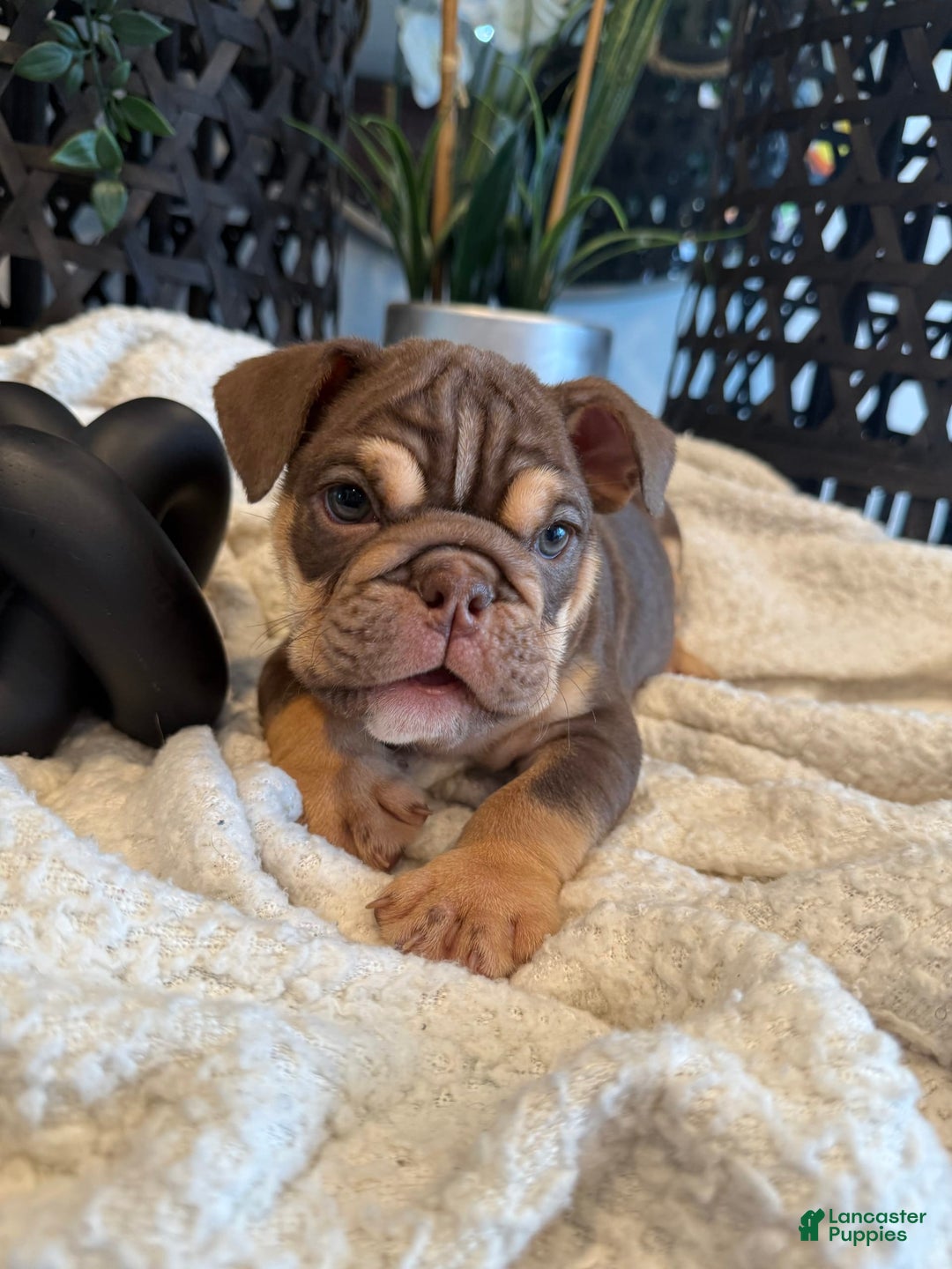 English Bulldog dogs for sale: Peaches - Image 3