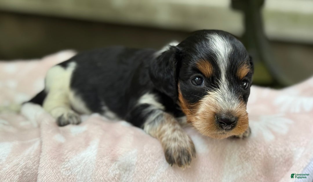 Miniature Dachshund dogs for sale: Daisy - Image 7