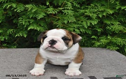 English Bulldog dogs for sale: Rolo - Image 3
