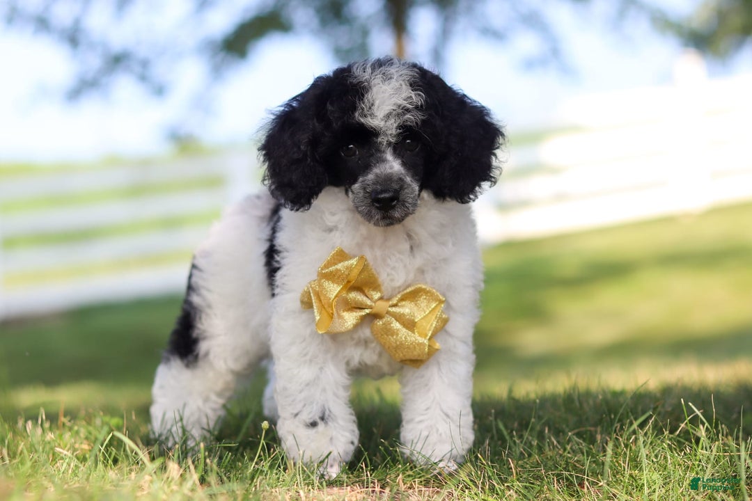 Miniature Poodle dogs for sale: Pepper - Image 3