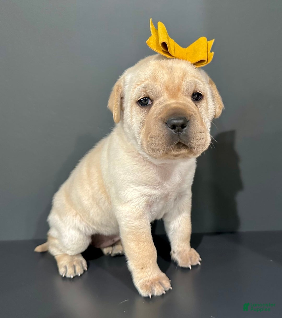 Mini Hippo dogs for sale: Delilah - Image 9