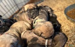 Cane Corso dogs for sale: Mandisa - Image 9