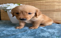 Golden Retriever dogs for sale: Luke - Image 10