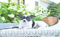 Chihuahua dogs for sale: Zimmer - Image 5