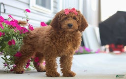 Goldendoodle dogs for sale: Sugar - Image 10