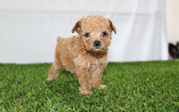 Toy Poodle dogs for sale: Lexi - Image 5