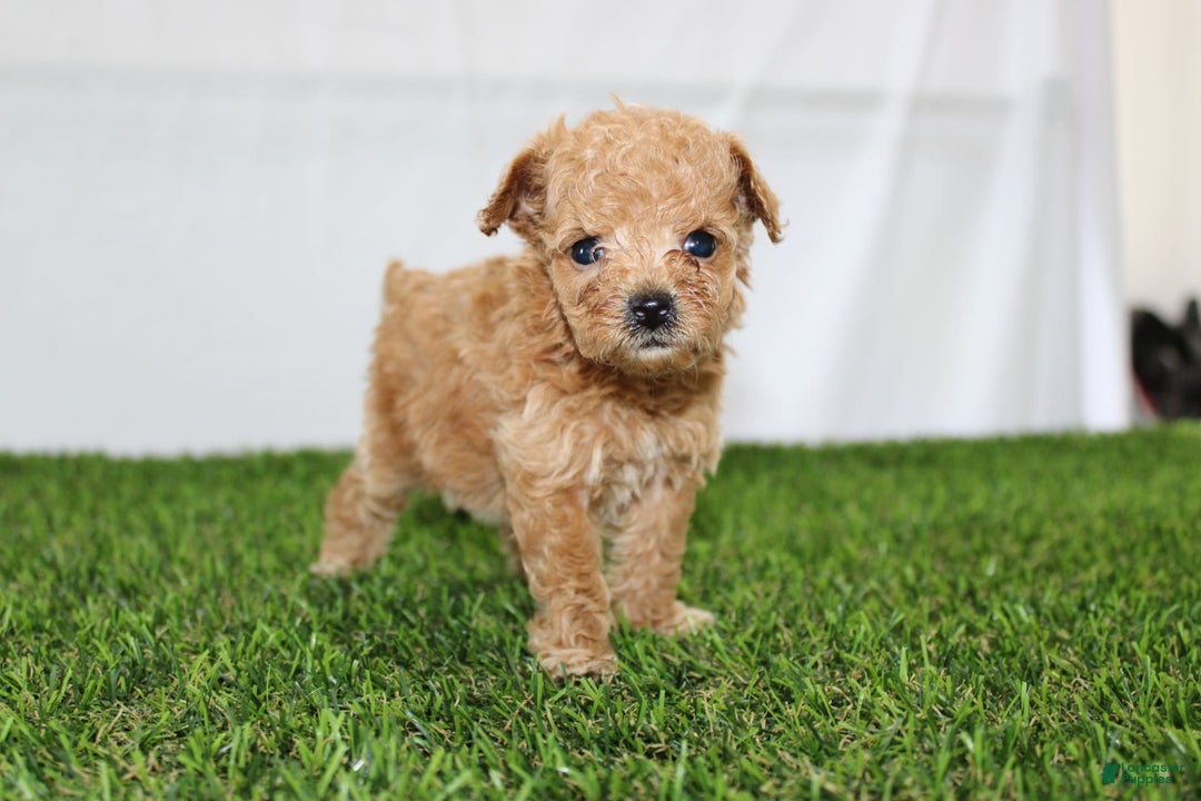 Toy Poodle dogs for sale: Lexi - Image 5