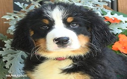 Bernese Mountain Dog dogs for sale: Millie - Image 5