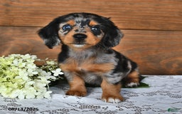 Miniature Dachshund dogs for sale: Dora - Image 1