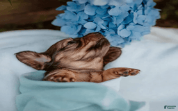 Dachshund dogs for sale: Shaded Cream Male - Image 15