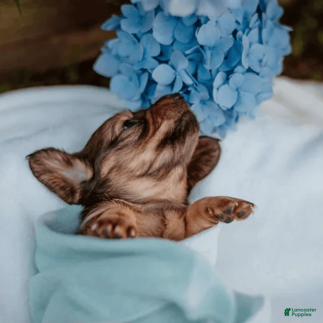 Dachshund dogs for sale: Shaded Cream Male - Image 15